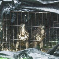 Buzzards left in a cage outside wildlife centre