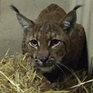 Missing Lynx returned to Dartmoor Zoo