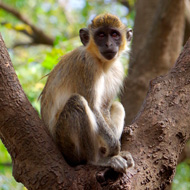 Green monkeys 'acquired S. aureus from humans'