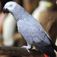 Pet trade 'pushing African greys to extinction'