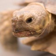 Tortoise owners urged to delay hibernation