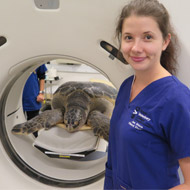 Student pioneers CT scan programme for injured turtles