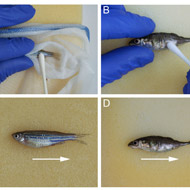 Study to investigate less-invasive fish swabbing technique