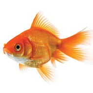 Goldfish 'make alcohol to survive harsh conditions'