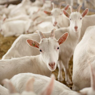 Calls for Brucellosis vaccine after outbreak in India