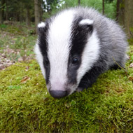 Badger vaccination scheme relaunched