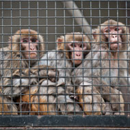 Petition calling for pet primate ban handed to Defra