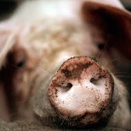 New study offers hope for ASF vaccine