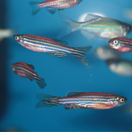 Housing zebrafish in groups reduces anxiety, study finds