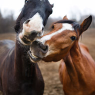 Moredun receives funding for equine parasite tests 