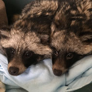 Two raccoon dogs rescued from same village