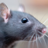 Rat owners urged to practise safe handling
