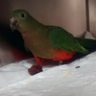 Microchipping plea after two stray parrots found in Cardiff