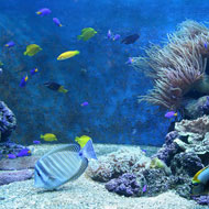 Fumes from a fish tank hospitalise 10