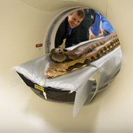 US vets perform pioneering CT scan on a python