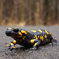 Emerging pathogen found in salamanders in the EU