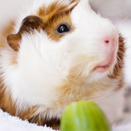 Boehringer Ingelheim expands Metacam to guinea pigs