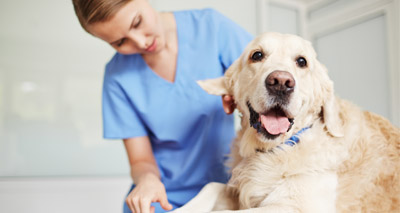 What makes a good consultation?