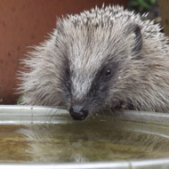 Public urged to help dehydrated wildlife