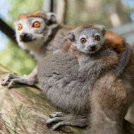 Endangered lemur born at Edinburgh Zoo