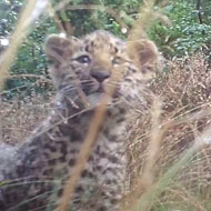 Amur leopard cubs caught on camera