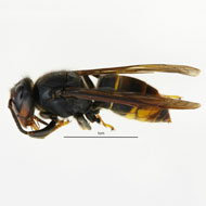 Asian hornet found in Cornwall