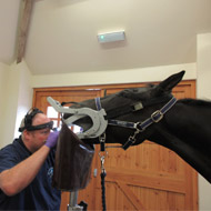 New online dental resource for vets and horse owners