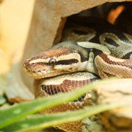 Government urged to 'give snakes some space'