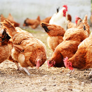British Hen Welfare Trust in running to be JustGiving's 'Charity of the Year'