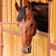 New project to improve care of wounds in horses