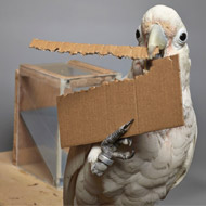 Cockatoos can create tools of different lengths