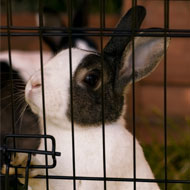 Call for stricter regulation of rabbit breeders
