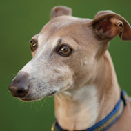 Funding boost for greyhound welfare charity