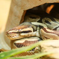 Snakes need space to fully stretch their bodies - study 