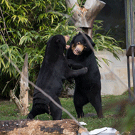 Rescued sun bear finds mate at Edinburgh Zoo