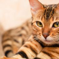 New online 'Cat Friendly' courses launched by ISFM