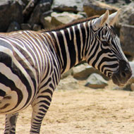 Zebra stripes may dazzle flies and prevent disease - study