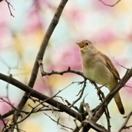 RSPB 'pure birdsong' track to highlight nature crisis