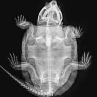 ZSL London Zoo shares animal X-rays 