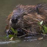 Scottish government to give beavers protected status
