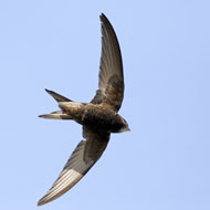 Public urged to provide homes for swifts 