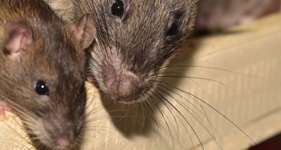 Vigilance urged following reports of Seoul virus
