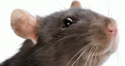 Odours 'can evoke positive emotions' in rats