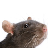 Odours 'can evoke positive emotions' in rats