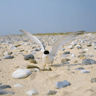 Seven clutches of little tern eggs 'stolen' in Norfolk
