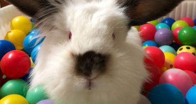 Rescue centre creates bunny ball pit to promote rabbit enrichment