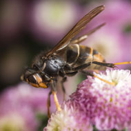 Vigilance urged after Asian hornet spotted in Hampshire