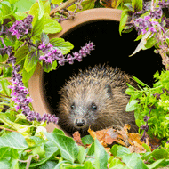 Hedgehog project launched at Edinburgh campus
