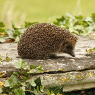 RSPCA braced for 'hectic hedgehog month'