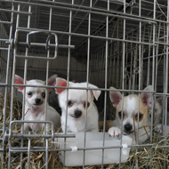 Wales to ban third party puppy and kitten sales